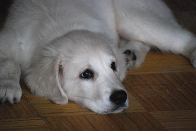 Чемпион красивый Золотистый ретривер