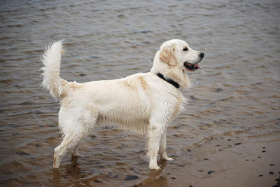 Чемпион красивый Золотистый ретривер