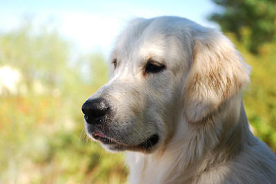 Чемпион красивый Золотистый ретривер