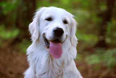 Чемпион красивый Золотистый ретривер