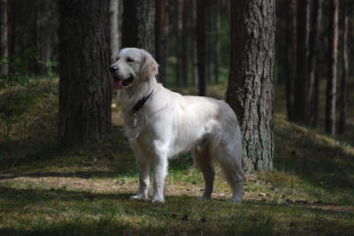 Чемпион красивый Золотистый ретривер