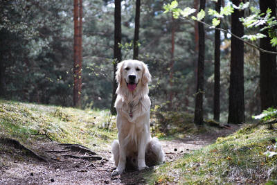 Чемпион красивый Золотистый ретривер