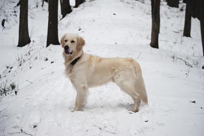Чемпион красивый Золотистый ретривер