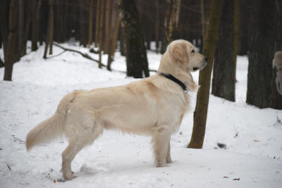 Чемпион красивый Золотистый ретривер