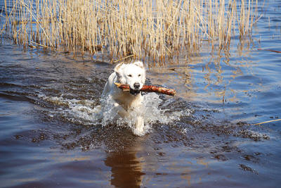 Чемпион красивый Золотистый ретривер